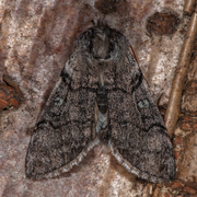 Yellow Horned (Achlya flavicornis)