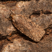 Common Flat-body (Agonopterix heracliana)