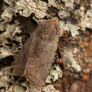 Fiolett vårfly (Cerastis rubricosa)