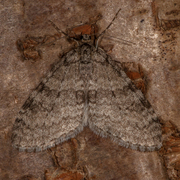 Early Tooth-striped (Trichopteryx carpinata)