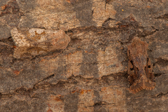 Hebrew Character (Orthosia gothica)