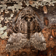 Nut-tree Tussock (Colocasia coryli)