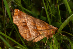 Blek månemåler (Selenia dentaria)