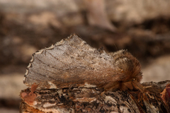 Brun vårtannspinner (Odontosia carmelita)