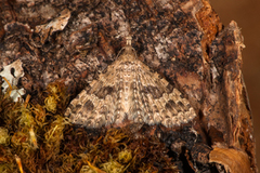 Many-plumed Moth (Alucita hexadactyla)
