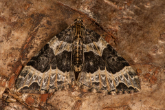 Small Phoenix (Ecliptopera silaceata)