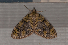 Yellow-barred Brindle (Acasis viretata)