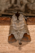 Rødflekkstjertspinner (Clostera curtula)