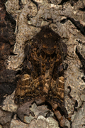 Small Angle Shades (Euplexia lucipara)
