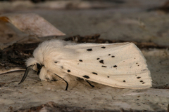 Punkttigerspinner (Spilosoma lubricipeda)