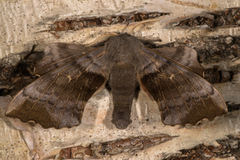 Poplar Hawk-moth (Laothoe populi)