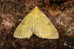 Sitronmåler (Opisthograptis luteolata)