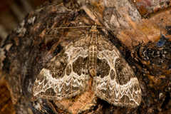 Small Phoenix (Ecliptopera silaceata)