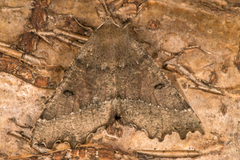 Scalloped Hazel (Odontopera bidentata)