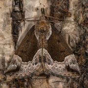 Blåbærnebbfly (Hypena crassalis)