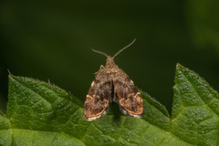 Neslebredmøll (Anthophila fabriciana)