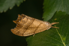 Scalloped Hook-tip (Falcaria lacertinaria)