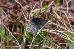 Fjellmåler (Glacies coracina)