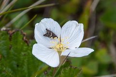 Glyphipterix haworthana