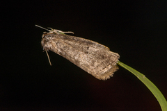 Punkthalvspinner (Ochropacha duplaris)