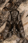The Saxon (Hyppa rectilinea)