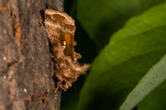 Plain Golden Y (Autographa jota)