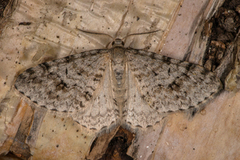 Welsh Wave (Venusia cambrica)