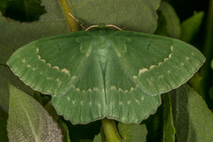 Large Emerald (Geometra papilionaria)