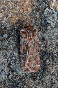 True Lover's Knot (Lycophotia porphyrea)