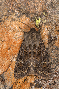 Grått fjellengfly (Apamea exulis)