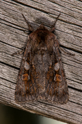 Northern Dart (Xestia alpicola)