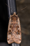 Large Yellow Underwing (Noctua pronuba)