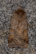 Ingrailed Clay (Diarsia mendica)