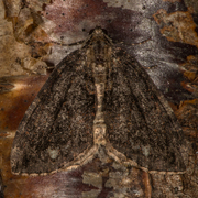 July Highflyer (Hydriomena furcata)