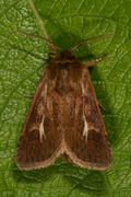 Antler Moth (Cerapteryx graminis)