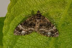 Barred Carpet (Martania taeniata)