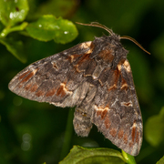 Iron Prominent (Notodonta dromedarius)