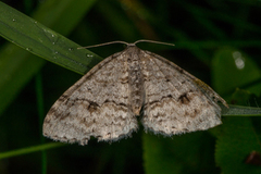 Welsh Wave (Venusia cambrica)
