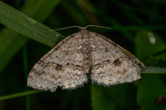 Rognemåler (Venusia cambrica)