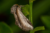 Bjørketannspinner (Pheosia gnoma)