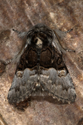 Nut-tree Tussock (Colocasia coryli)