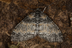 The Seraphim (Lobophora halterata)