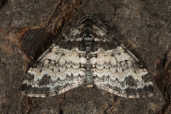 The Seraphim (Lobophora halterata)