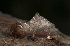 Brun vårtannspinner (Odontosia carmelita)