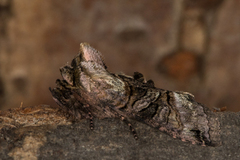 The Spectacle (Abrostola tripartita)