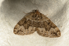 Water Carpet (Lampropteryx suffumata)