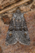 Minor Shoulder-knot (Brachylomia viminalis)