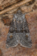 Rotstrekvierfly (Brachylomia viminalis)