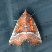 The Herald (Scoliopteryx libatrix)