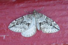 Juniper Carpet (Thera juniperata)
